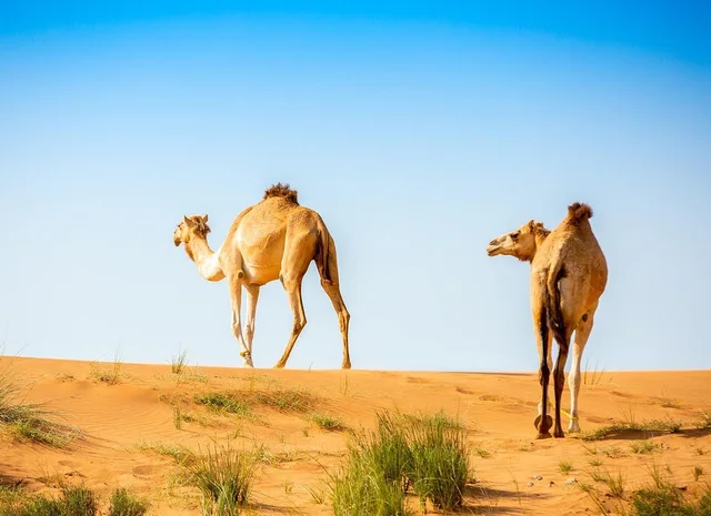 Geführte Quadtour in Ras Al Khaimah mit Hotelabholung – Aufnahme zum Erlebnis – Bild 6