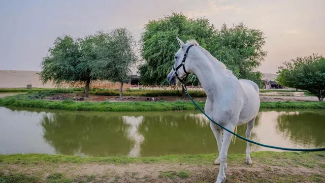 Reiten in Al Marmoom: kurze Reiteinheit und Erfrischungen – Aufnahme zum Erlebnis – Bild 6