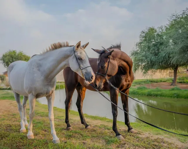 Reiten in Al Marmoom: kurze Reiteinheit und Erfrischungen – Aufnahme zum Erlebnis – Bild 9