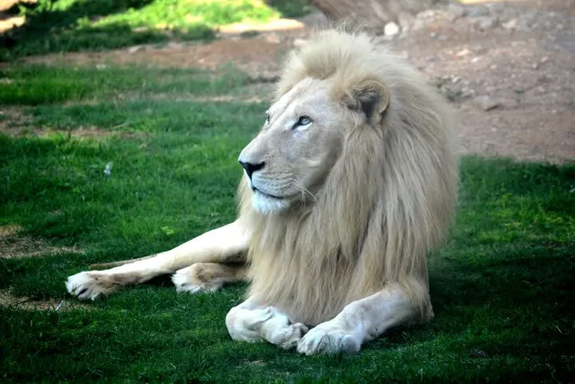 Al Ain Zoo: Eintritt, Safari Truck und privates Safari-Fahrzeug – Aufnahme zum Erlebnis – Bild 16