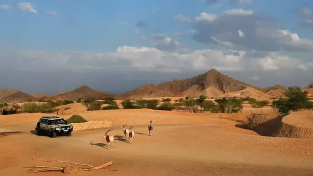 Al Ain Zoo: Eintritt, Safari Truck und privates Safari-Fahrzeug – Aufnahme zum Erlebnis – Bild 21