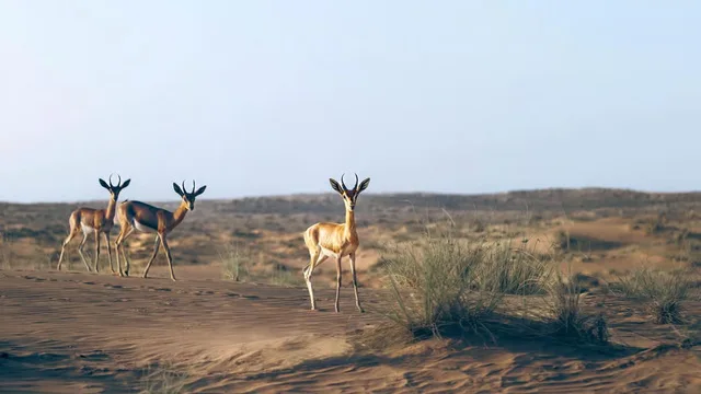Heritage-Wüstensafari Dubai: Land Rover und Abendessen – Aufnahme zum Erlebnis – Bild 23