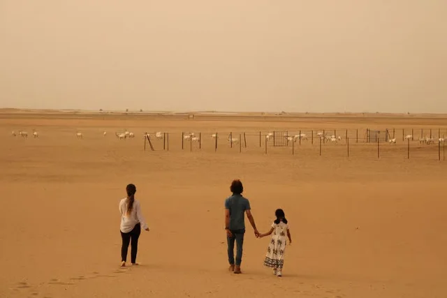 Private Morgensafari Dubai: Dünen, Al Qudra und Tierbeobachtung – Aufnahme zum Erlebnis – Bild 15