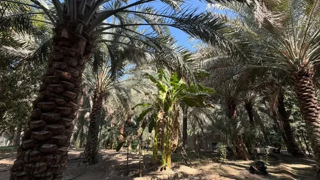 Hatta ab Dubai: Berglandschaft und optionale Kajakfahrt – Aufnahme zum Erlebnis – Bild 17