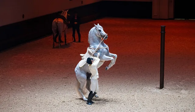 Furusiyya in Abu Dhabi: ADREA-Reitshow mit Silver-Sitzplatz – Aufnahme zum Erlebnis – Bild 6