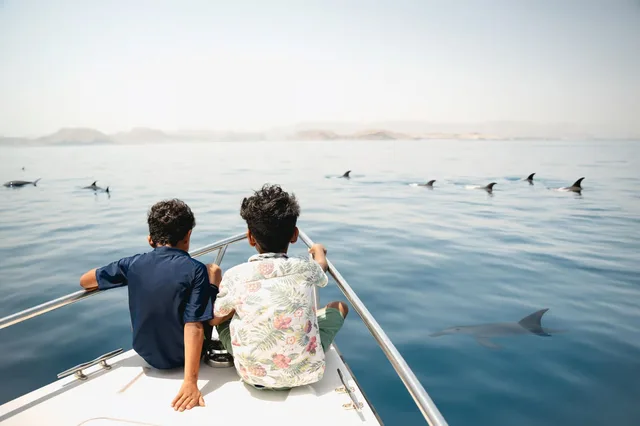 Guests watching dolphin fins from a boat