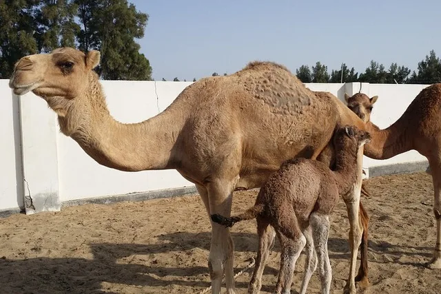 Bahrain Wüstentour: Baum des Lebens und Ölgeschichte – Aufnahme zum Erlebnis – Bild 9