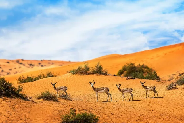 Private Morgensafari Dubai: Dünen, Al Qudra und Tierbeobachtung – Aufnahme zum Erlebnis – Bild 8