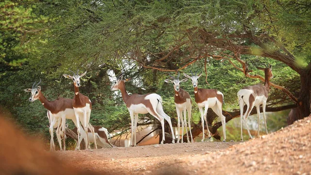 Al Ain Zoo: Eintritt, Safari Truck und privates Safari-Fahrzeug – Aufnahme zum Erlebnis – Bild 7