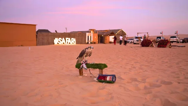 Abu Dhabi Abendsafari mit Campaktivitäten und Grillbuffet – Aufnahme zum Erlebnis – Bild 2