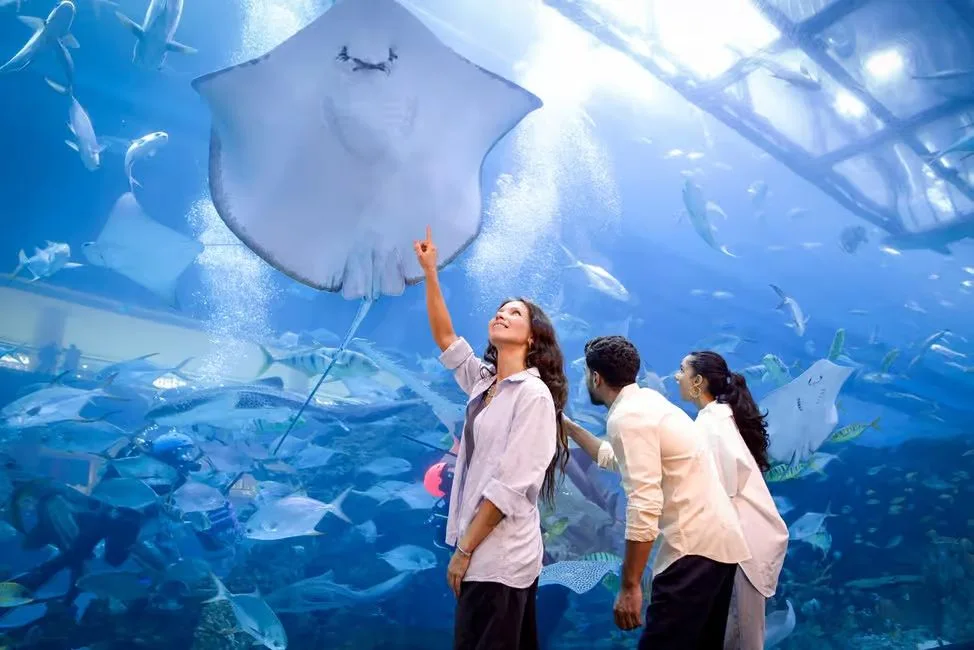 Dubai Aquarium und Underwater Zoo: Ticketvarianten vergleichen – Aufnahme zum Erlebnis