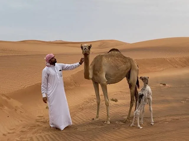 Abu Dhabi Wüstensafari zum Sonnenaufgang – Aufnahme zum Erlebnis – Bild 6