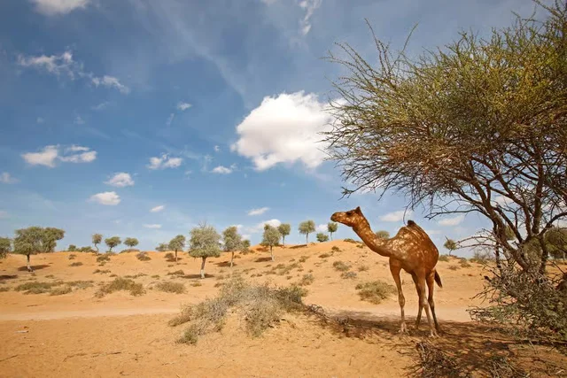Bedouin Oasis: Abendsafari mit Dünenfahrt und Grillessen – Aufnahme zum Erlebnis – Bild 12