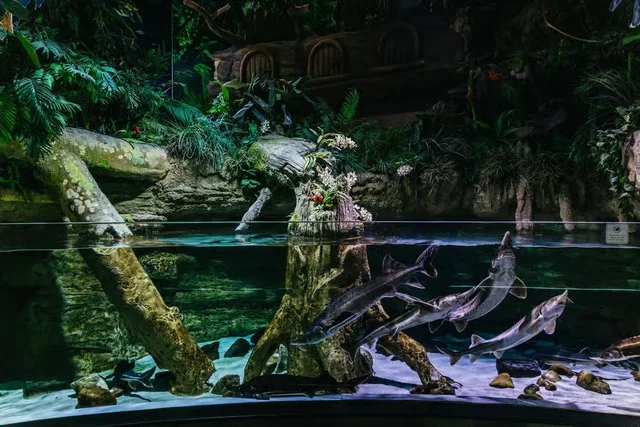 Dubai Aquarium und Underwater Zoo: Ticketvarianten vergleichen – Aufnahme zum Erlebnis – Bild 9