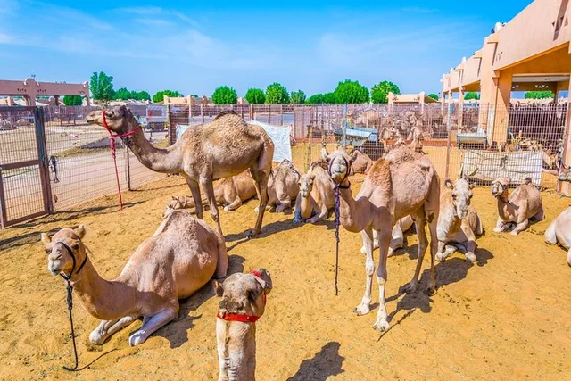 Al Ain Stadttour: Oase, Festungen und Jebel Hafeet – Aufnahme zum Erlebnis – Bild 9