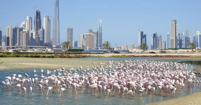 Familien-Wüstensafari Dubai: sanftere Fahrt und See-Option – Aufnahme zum Erlebnis – Bild 10