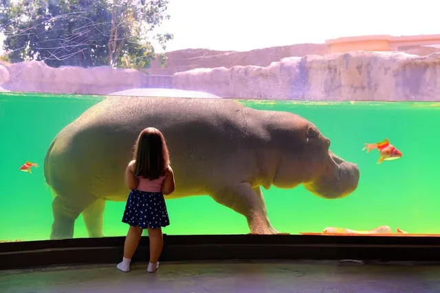 Dubai Safari Park: Eintritt oder Explorer-Paket – Aufnahme zum Erlebnis – Bild 13