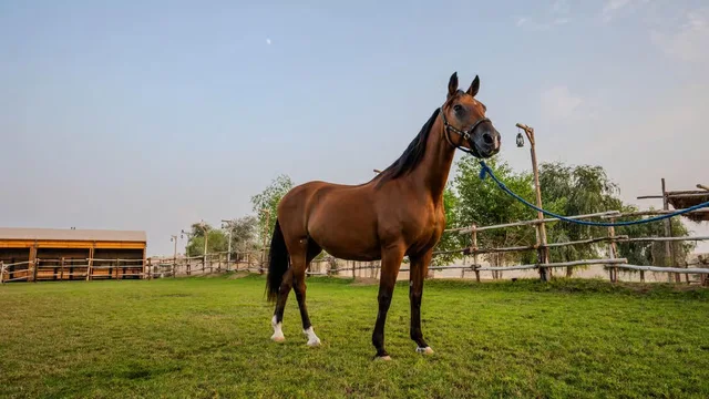 Reiten in Al Marmoom: kurze Reiteinheit und Erfrischungen – Aufnahme zum Erlebnis – Bild 2