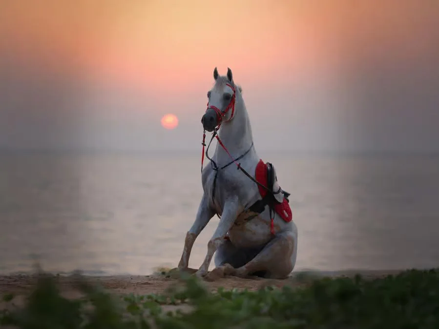 Reiten auf Hudairiyat Island: geführte Küsteneinheit – Aufnahme zum Erlebnis