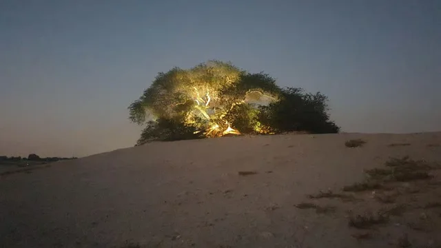 Bahrain Wüstentour: Baum des Lebens und Ölgeschichte – Aufnahme zum Erlebnis – Bild 12