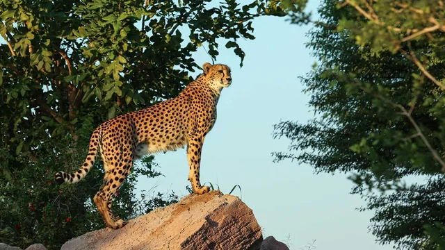 Al Ain Zoo: Eintritt, Safari Truck und privates Safari-Fahrzeug – Aufnahme zum Erlebnis – Bild 17