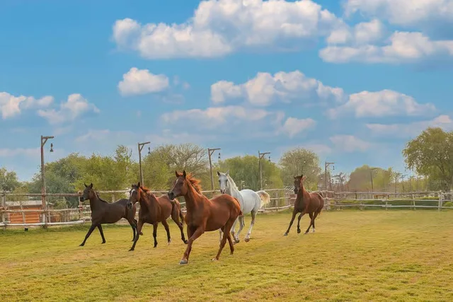 Reiten in Al Marmoom: kurze Reiteinheit und Erfrischungen – Aufnahme zum Erlebnis – Bild 5