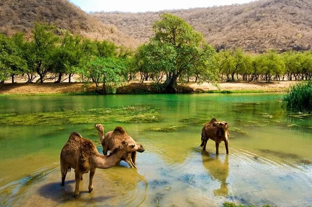 Ostsalalah halbtags: Sumhuram, Taqah und Wadi Darbat – Aufnahme zum Erlebnis – Bild 10
