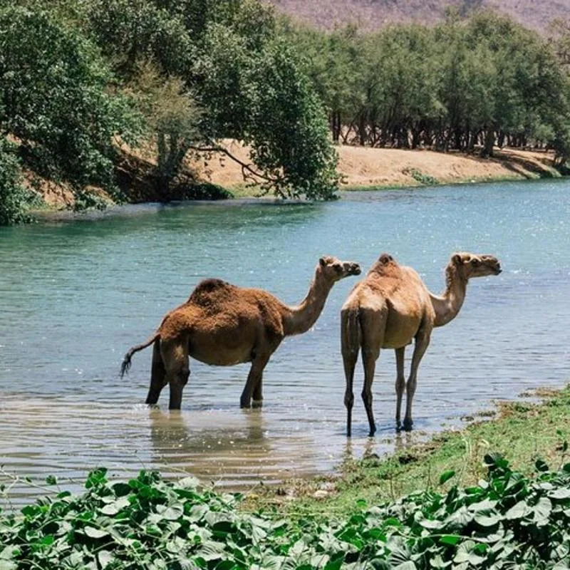 Ostsalalah halbtags: Sumhuram, Taqah und Wadi Darbat – Aufnahme zum Erlebnis
