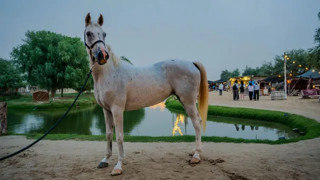 Reiten in Al Marmoom: kurze Reiteinheit und Erfrischungen – Aufnahme zum Erlebnis – Bild 8