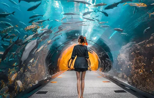 Dubai Aquarium und Underwater Zoo: Ticketvarianten vergleichen – Aufnahme zum Erlebnis – Bild 6