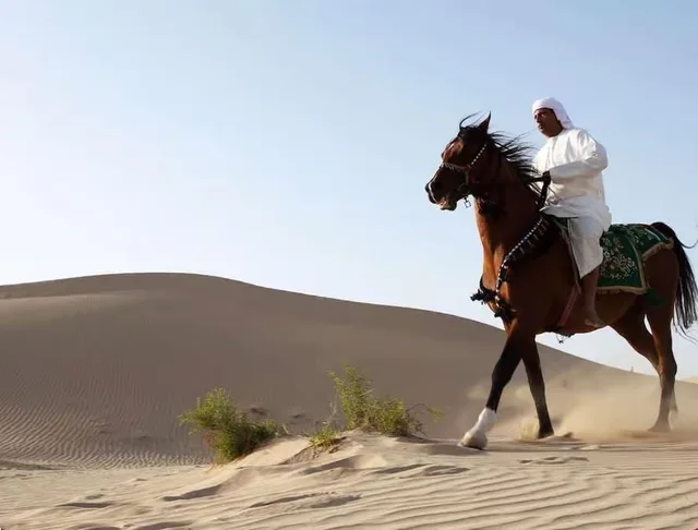 Doha Desert Horse Riding with Instructor & Transfers experience in Doha