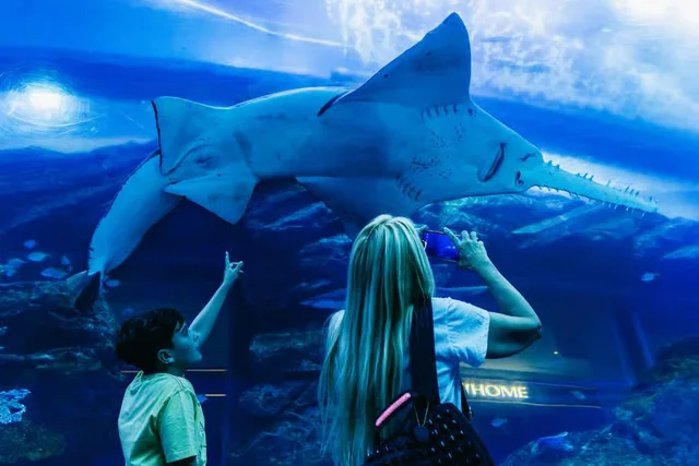 Dubai Aquarium und Underwater Zoo: Ticketvarianten vergleichen – Aufnahme zum Erlebnis – Bild 10