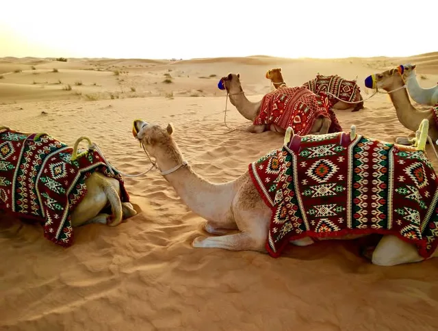 Doha Wüstensafari: Quad, Kamel und Inland Sea – Aufnahme zum Erlebnis – Bild 5
