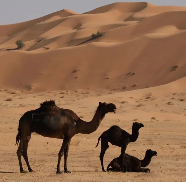 Overnight desert safari photo 44