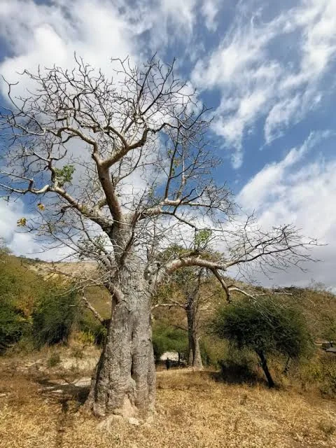 Ostsalalah halbtags: Sumhuram, Taqah und Wadi Darbat – Aufnahme zum Erlebnis – Bild 7