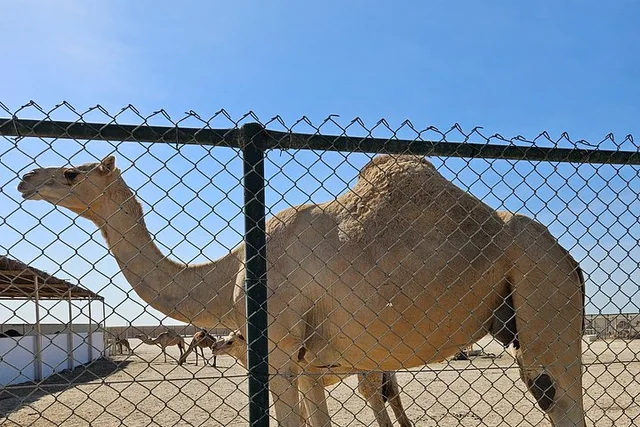 Manama und Bahrains Wüste: kompakte Rundfahrt – Aufnahme zum Erlebnis – Bild 20