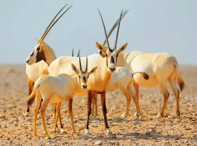 Private Morgensafari Dubai: Dünen, Al Qudra und Tierbeobachtung – Aufnahme zum Erlebnis – Bild 3