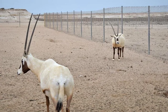 Westkatar: Zekreet, Richard Serra und Kamelrennbahn – Aufnahme zum Erlebnis – Bild 13