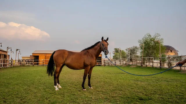 Reiten in Al Marmoom: kurze Reiteinheit und Erfrischungen – Aufnahme zum Erlebnis – Bild 7
