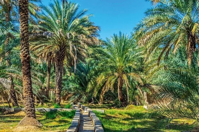Al Ain Stadttour: Oase, Festungen und Jebel Hafeet – Aufnahme zum Erlebnis – Bild 5