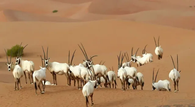 Private Morgensafari Dubai: Dünen, Al Qudra und Tierbeobachtung – Aufnahme zum Erlebnis – Bild 9