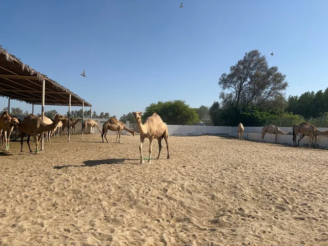 Manama und Bahrains Wüste: kompakte Rundfahrt – Aufnahme zum Erlebnis – Bild 19