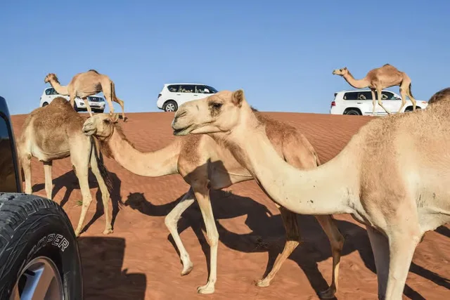 Rote Dünen in Lahbab: Safari, Kamel und Sandboarding – Aufnahme zum Erlebnis – Bild 4