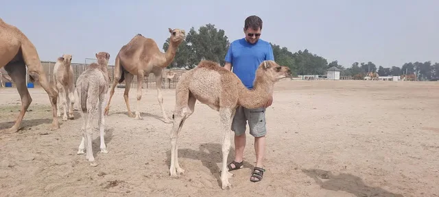Bahrain Wüstentour: Baum des Lebens und Ölgeschichte – Aufnahme zum Erlebnis – Bild 13