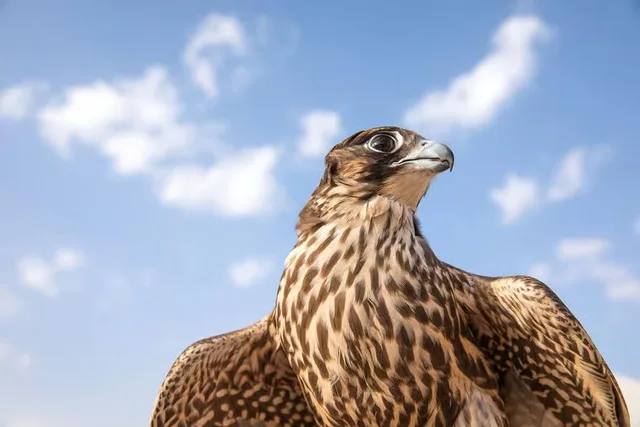 Abu Dhabi Falcon Hospital Tour with Hotel Transfers experience in Abu Dhabi