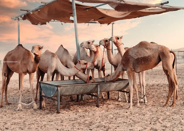 Privates Dünendinner in Abu Dhabi: Sonnenuntergang und Grillessen – Aufnahme zum Erlebnis – Bild 8