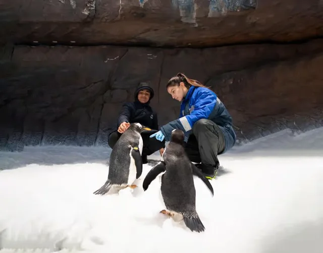 SeaWorld Abu Dhabi: Tagesticket für den Meeres-Themenpark – Aufnahme zum Erlebnis – Bild 15