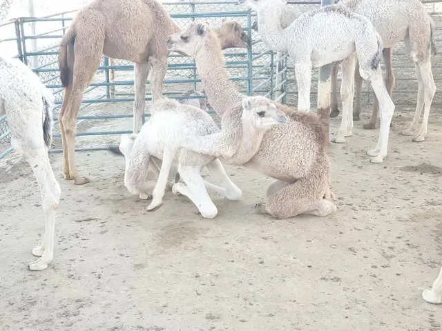 Bahrain Wüstentour: Baum des Lebens und Ölgeschichte – Aufnahme zum Erlebnis – Bild 6
