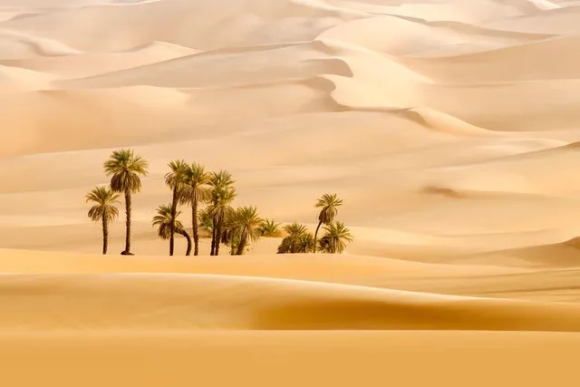 Abu Dhabi Morgensafari mit Quad und Sandboarding – Aufnahme zum Erlebnis – Bild 6