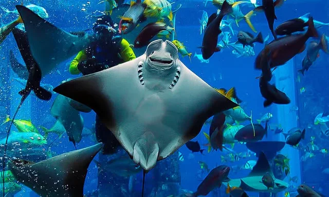 Dubai Aquarium und Underwater Zoo: Ticketvarianten vergleichen – Aufnahme zum Erlebnis – Bild 14